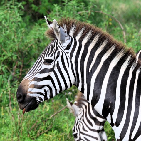 Maasai Mara