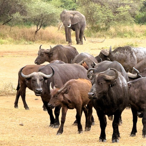Ngorongoro
