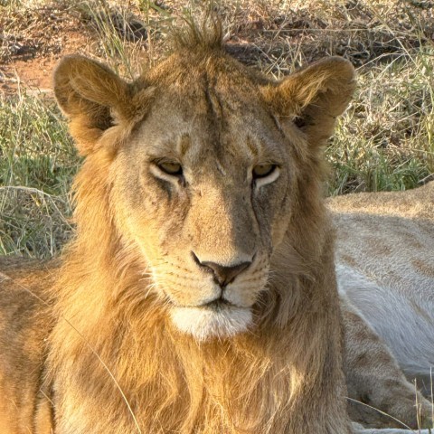 Serengeti